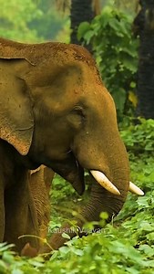 Wild Elephant Spotted Deer Peacock Bee eater 📸 Kaushik Vijayan #kaushikvijayan #wildlife #nikon #viral #birds | Kaushik Vijayan Photography