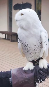 Meet Qigiq, a Snowy Owl here at the Alaska Raptor Center. Unlike many of their nocturnal counterparts, Snowy Owls are diurnal, embracing the endless Arctic summer days to hunt tirelessly! Did you know Snowy Owls may devour over 1,600 lemmings in a single year? #FunFactFriday #DiurnalHunter #ArcticAdaptations | Alaska Raptor Center