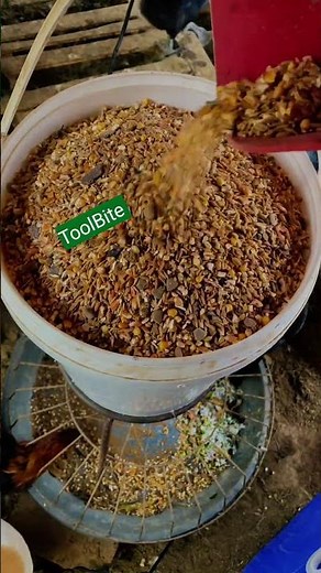 Backyard Chicken Feeding Made Easy with This Auto Feeder!