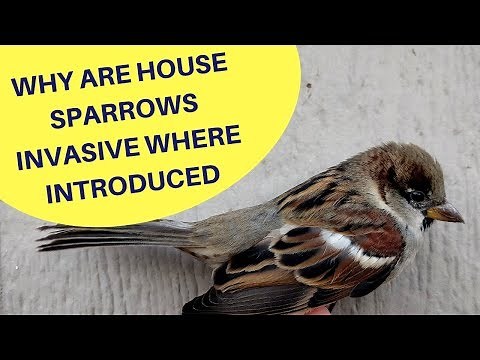 Why are House Sparrows an Invasive Species Where Introduced 2018