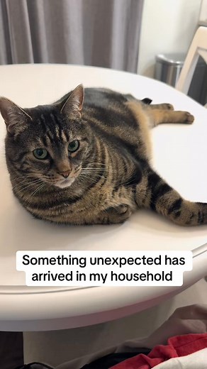 2.6K views · 60 reactions | The cat distribution system at work again 凉 any name ideas #cats #catsoftiktok #viral #foryou #foryoupage. | Fan.milothechonk. | Facebook