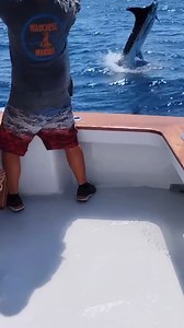 Up close and personal with a leaping marlin! 🎣 @bluechipsportfishing 📍 Manteo, NC 🛥 Trip options: https://fshb.kr/ClqHo #billfish #marlin #outerbanks #obx #fishingbooker | FishingBooker