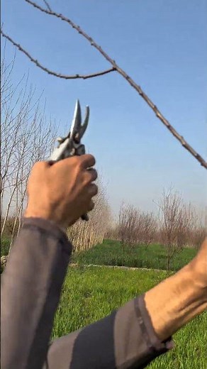 how to prune apricot tree #pruning #gardeningtools #shortvideo
