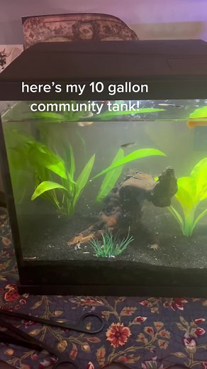 Setting Up a Betta Community Tank | Aquarium Tips