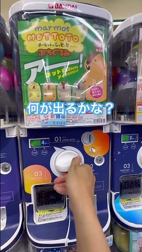 【ガチャ】 marmot MOTTOTO マーモットのもっとっと ぷちぐるみ アー！ネットで話題のさけぶアイツのマスコット #ガチャガチャ #ガチャ動画 #カプセルトイ #Cpla #アミューズ