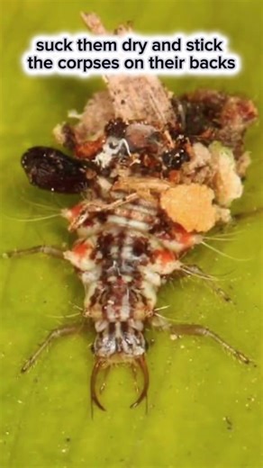 Lacewing Larvae Wears Dead Insect Armour #insects #horror #scary #bug #nature #ants