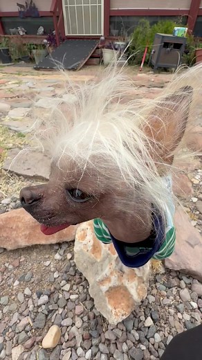 Meet Mr. Pumpernickel: Chinese Crested Dog Life