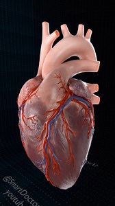 Close Up of a Beating Heart | (Full) 🫀 . . The human heart is a vital organ that pumps blood throughout the body, supplying oxygen and nutrients while removing carbon dioxide and waste products. Here are some key points about the human heart: Anatomy: The heart has four chambers: two upper atria and two lower ventricles. The right side pumps deoxygenated blood to the lungs, while the left side pumps oxygenated blood to the rest of the body. Valves: There are four main valves (tricuspid, pulmona