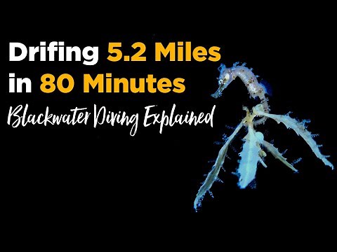 Diving Into Darkness (What is Black Water Diving?)