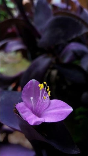 Islamic doesn't allow girlfriend and boyfriend culture 🫡❣️ #love