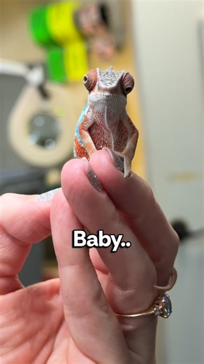 🦎 Panther Chameleons on Instagram: "This baby is well on his way to becoming a truly magnificent red body blue bar Ambilobe, just like dad!! Look at all of that color he is already showing at only three months! Ny-nofy aka “The Dream” aka DAD has out done himself once again! ❤️ #KammerflageKreations #PantherChameleon #cutepets #animalreels #reptilesofig #color"