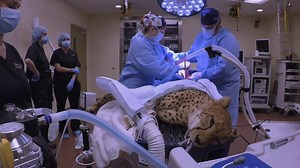 Don't miss The Wildlife Docs tomorrow as the docs tackle an array of animal surgeries. http://bit.ly/2kutQPm | Busch Gardens Tampa Bay