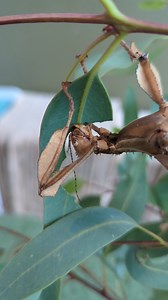 These Spring School Holidays, it’s all about exploring, playing and learning at Adelaide Zoo 🌿🧭 From 27 Sept – 12 Oct, little explorers can grab a Nature Navigators quest booklet at the zoo gates and set off on a scavenger hunt. And along the way, they might meet amazing creatures like this leaf insect munching away on its lunch! Did you know leaf insects are herbivores and can spend hours happily nibbling leaves? The adventure doesn’t stop at the zoo — each booklet comes with extra puzzles an