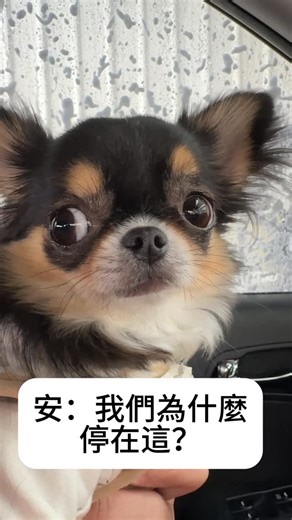 泰國吉娃娃 波利塔 & 安朵｜Thai Chihuahuas on Instagram: "兩姐妹 第一次一起體驗洗車 兩個呆呆的眼神 一直跟著 外面的工作人員轉來轉去 眼睛完全沒離開過 😆 安朵還低低地 叫了兩聲 好像在提醒外面的帥哥 要注意他一下 第一次洗車 對她們來說 真的有點太新鮮了 The two sisters experienced a car wash together for the first time. Their blank little faces kept following the workers outside, eyes moving back and forth. They couldn’t look away 😆 Andor even made a couple of soft sounds, like he was trying to get the handsome worker’s attention. First time car wash was definitely a brand new experience for them. 