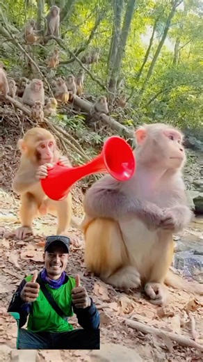 ស្វាក៏ចេះ Preng ដែរ😁😁🤣 #reelsfb #reelsviral #videoreels #fyp #viral #creater | តារា វិសិដ្ឋ