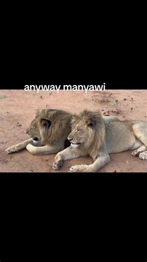Do Lions Really Sleep 20 Hours a Day? Facts About Lion Resting Behavior