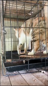 Kucing Persia, Hutan, Bengal, Kampung: Jenis & Ciri