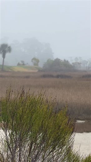 EatStayPlay Beaufort | It’s 36° and a beautiful and foggy Sunday morning here in Beaufort, South Carolina. 🤍🌴🤎 🌾 # #lowcountry #beaufortsc #islandlife #fog magic | Instagram