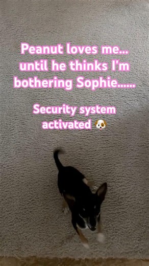 Peanut may love me, but when it comes to Sophie, all bets are off! 😂😂 #FunnyDog #ProtectiveDog