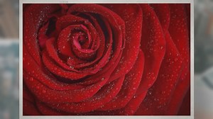 Can Roses Be Grown Indoors?