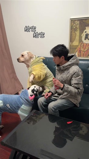 Have seen dogs that dislike their owners, but never one as disdainful as this!