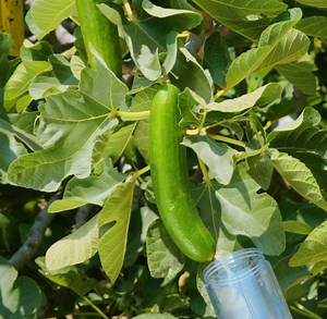 Roots And Shoots: Gardening For Beginners And Beyond! | 5-Minute Crafts Play