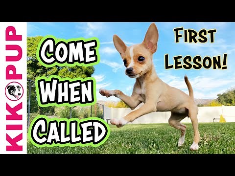 COME when CALLED - First training session