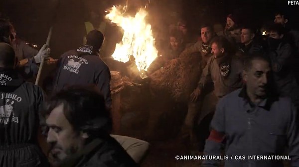 Shocking video of burning bull prompts calls for 'fire bull' ban