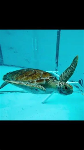 Amazing transformation! Maddie, a juvenile green sea turtle rescued in March in the Fl #turtle