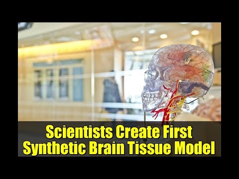 Scientists Create First Synthetic Brain Tissue Model