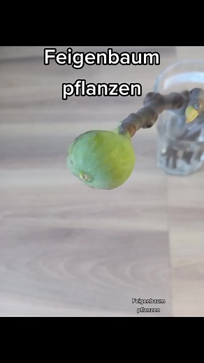 Feigenbaum Pflanzen: Tipps und Tricks