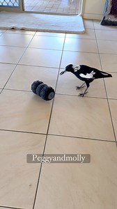 660K views · 19K reactions | Hey Peggy and Ruby we have an intruder in the house . What is it Molly ? I'm not sure but I saw it trying to attack Reeces foot . Stay back Ruby , I got this . Molly & Ruby I'll see if I can hold it down until the hoomans come & they can put it outside . Be careful Peggy 凉 **** If you are wondering what this is , its a Vibrating Roller foot Massager **** | Peggy and Molly | Facebook