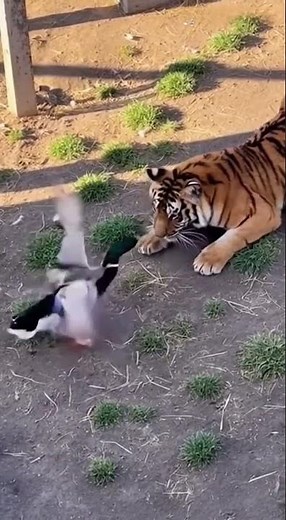 Brave Duck Fights tiger in Intense Farmyard Encounter – Real 4K Scene