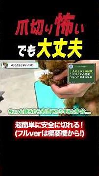 【犬しつけ】爪切り怖くても大丈夫