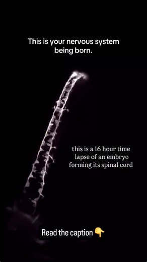 World of Biology on Instagram: "This is not CGI. Not animation. Not AI. What you’re watching is a 16-hour real-time process compressed into a time-lapse -an embryo forming its spinal cord, one of the most crucial events in early development. During this stage, cells don’t move randomly. They communicate, align, fold, and specialize in a tightly regulated sequence called neurulation. This is when the neural plate folds to form the neural tube, which later develops into the brain and spinal cord t