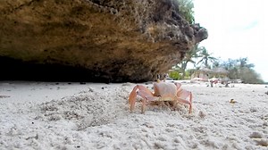 螃蟹 海滩 沙 - Free video on Pixabay