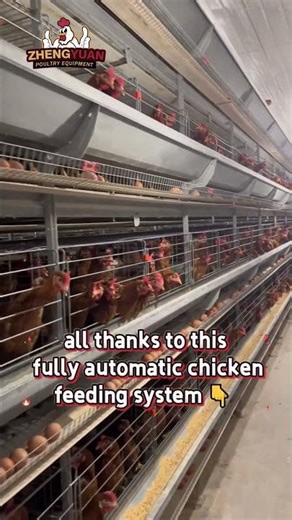 Automatic feeding systems that actually work for massive poultry houses 🏚️🐤 #chicken #farming