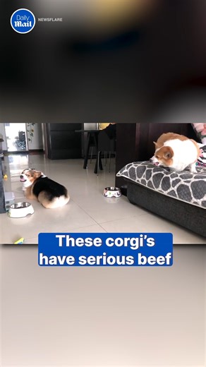 What are they mad about? | Daily Mail Video