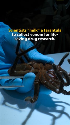 In his new National Geographic series Pole to Pole, Will Smith ventured into Ecuador’s remote Tayos Cave to document its biodiversity with local guides and a team of scientists—including National Geographic Explorer and toxicologist Bryan Fry. They encountered giant tarantulas ruling an ecosystem that’s evolved in isolation from the world above for millennia. Collecting and studying these spiders' venom unveils how creatures have evolved such a wide variety of venoms, and it can help improve ant