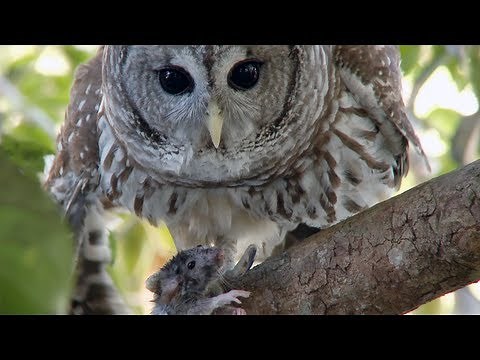 Owl kills Rat 01, Time Lapse Speed x1
