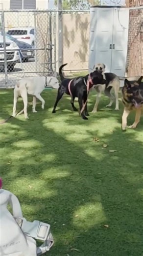 🆘 Foster needed! Gomez is a petite 1 year old white boxer, 53 pounds, he's good with other dogs, and has 48 hours left to live at an LA shelter. He plays nicely, medium energy, very sweet with people. If you can foster to save his life, or would like to give him a forever home please let us know ASAP! | R&R Boxer Rescue