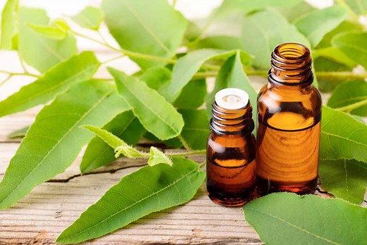 What Is Oil of Lemon Eucalyptus?