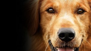 A Dog's Purpose