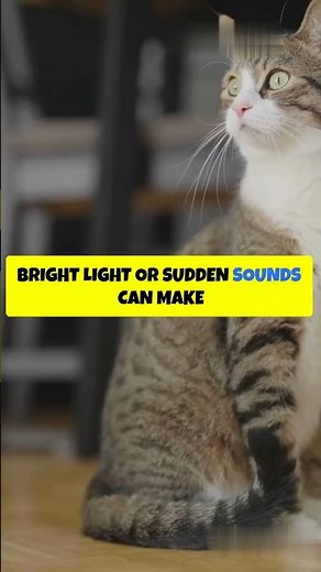Emergency Cat Seizure Tips Every American Pet Owner Needs to Know