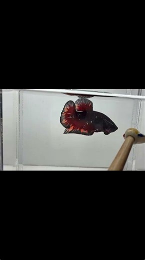 The Most Stunning Betta Fish You've Ever Seen #bettafish #bettafishfight #betta #fish