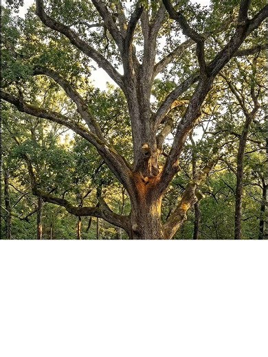 Dream Luxury Treehouse: Modern Design & 8K Realism