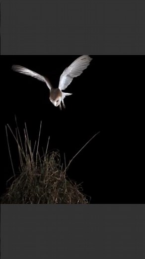The owl: the bird that hunts by following the sound