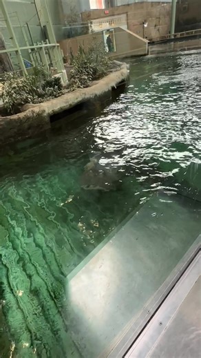 Male (@guccinono2)’s videos with Safari of Dreams - Sol Mar y Amor