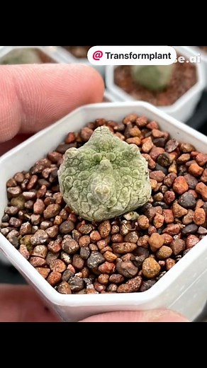 Toad#transformation #cactus #poohplants