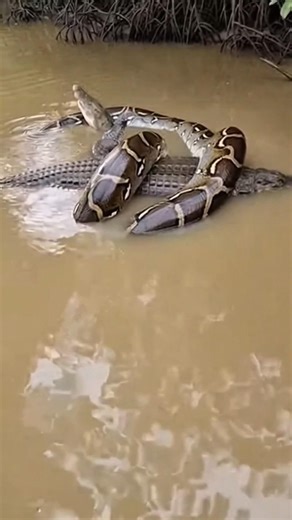 Nadi पर अजगर ने मगरमच्छ को लपेटा | Giant Python vs Crocodile #viral #shorts Video |Mr Dion